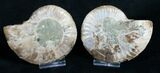 Cut and Polished Ammonite Pair #6320-1